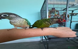 Conures birds for sale: Conures - Image 8