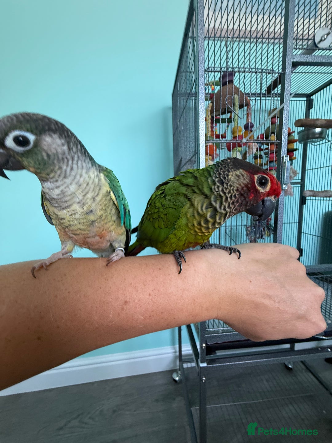 Conures birds for sale: Conures - Image 8