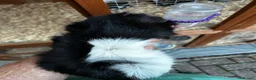 Guinea Pig rodents for sale: Bert and Barney guinea pigs in Thatcham - Advert 4