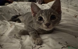Bengal cats for sale: Beautiful Bengal x British short hair kittens! - Image 7
