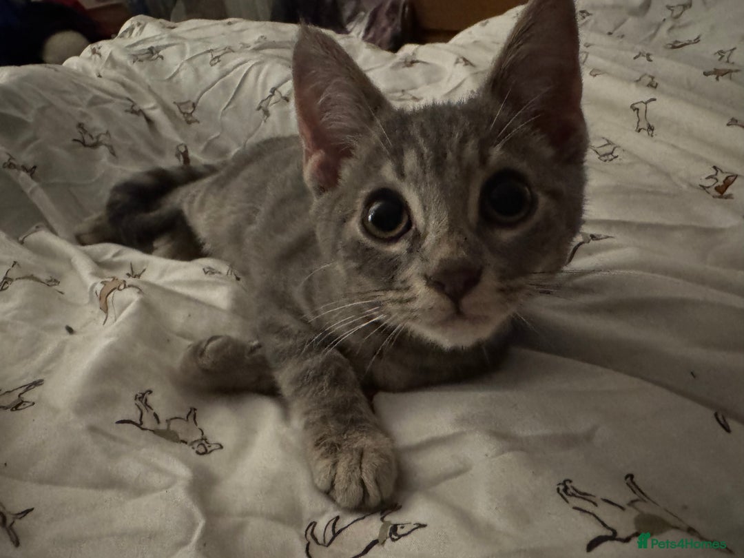 Bengal cats for sale: Beautiful Bengal x British short hair kittens! - Image 7