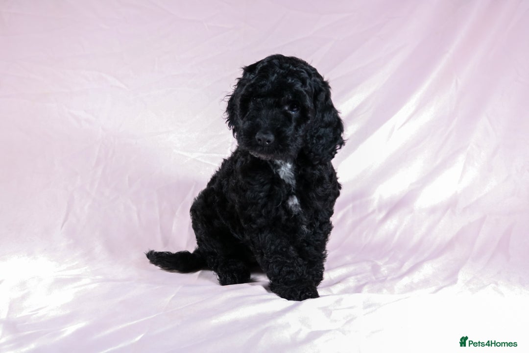 Cockapoo dogs for sale: Ready now beautiful litter F1B cockapoo puppies  in Leicester - Image 19