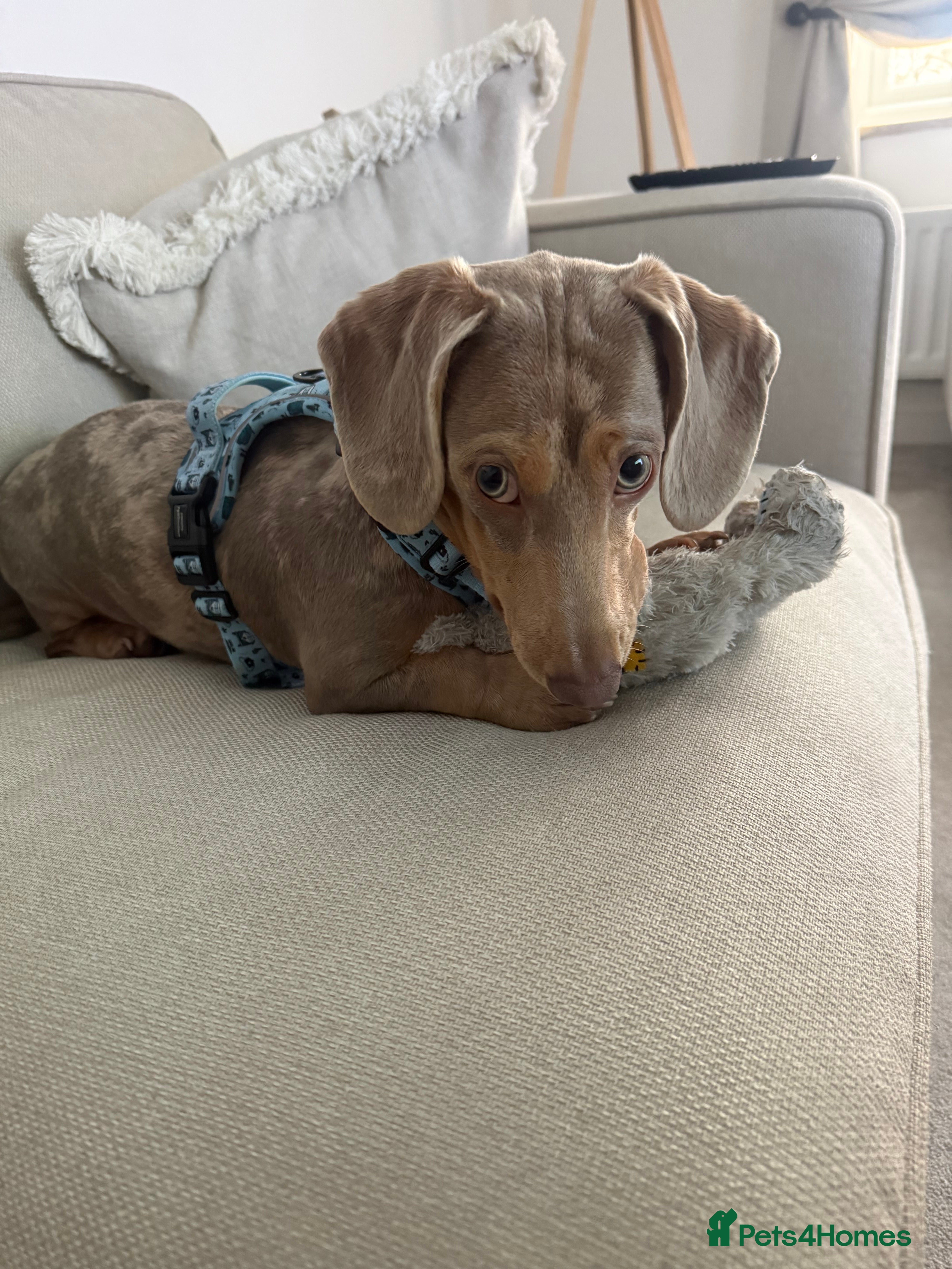 Miniature Dachshund dogs Miniature dashshund - Advert 5