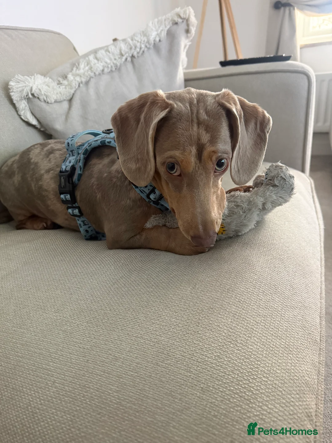 Miniature Dachshund dogs for sale: Miniature dashshund - Advert 1