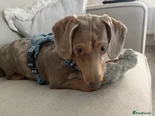 Miniature Dachshund dogs Miniature dashshund - Advert 5