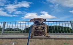 Presa Canario dogs for stud: Gwauro - Pressa X Dutch Herder - Image 6