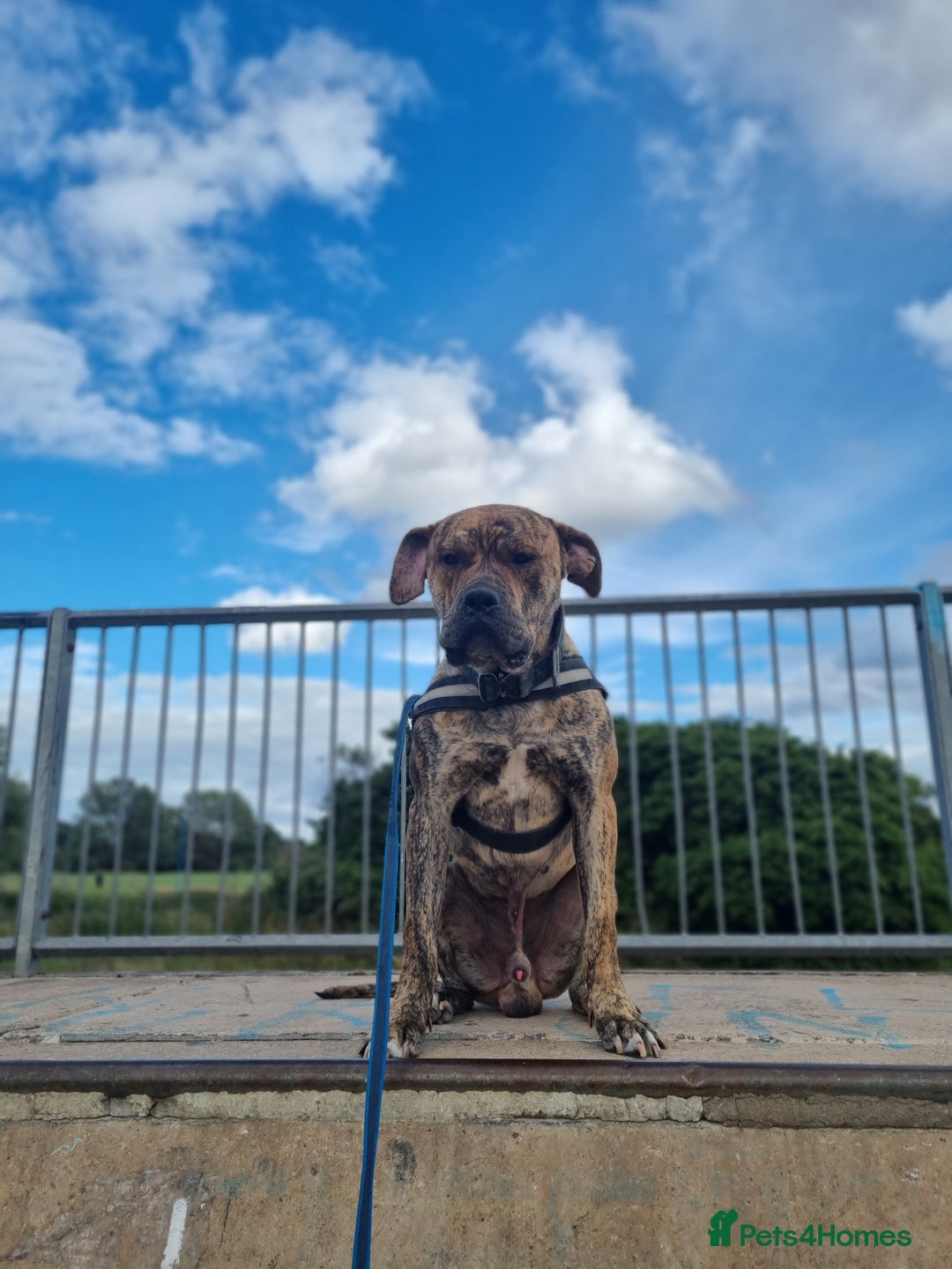 Presa Canario dogs for stud: Gwauro - Pressa X Dutch Herder - Image 6