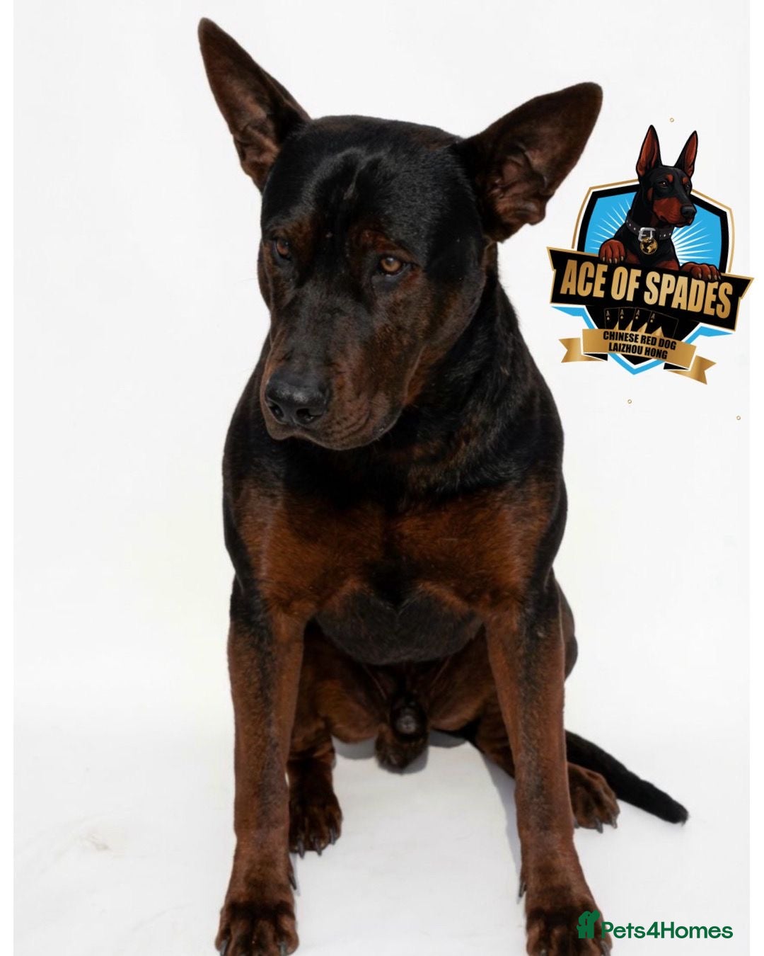 Chinese Red Dog dogs Stunning (Laizhou hong) Chinese red dog puppies  - Advert 2