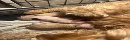 Cockapoo dogs for sale: Cockapoo puppies - Advert 22