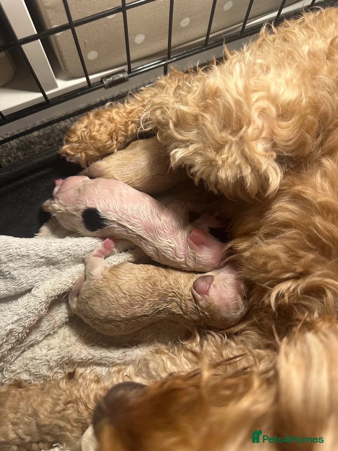 Cockapoo dogs for sale: Cockapoo puppies - Advert 22