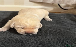 Labrador Retriever dogs for sale: Stunning, White/Yellow KC Registered Labrador Pups - Image 22