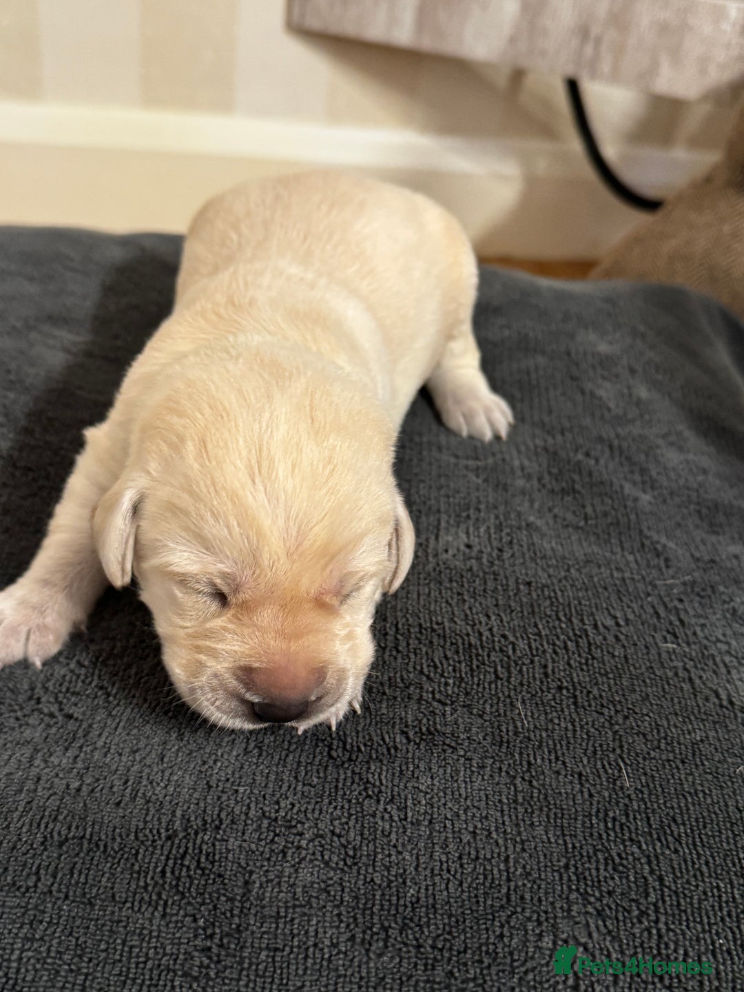 Labrador Retriever dogs for sale: Stunning, White/Yellow KC Registered Labrador Pups - Image 22