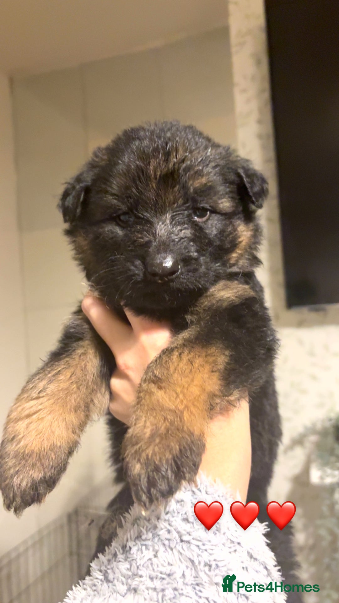 German Shepherd dogs for sale: German shepherd puppies - Advert 5