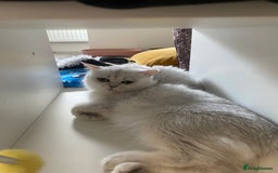 British Longhair cats for sale: Adorable Fluffy White Long-Haired Boy  - Image 8
