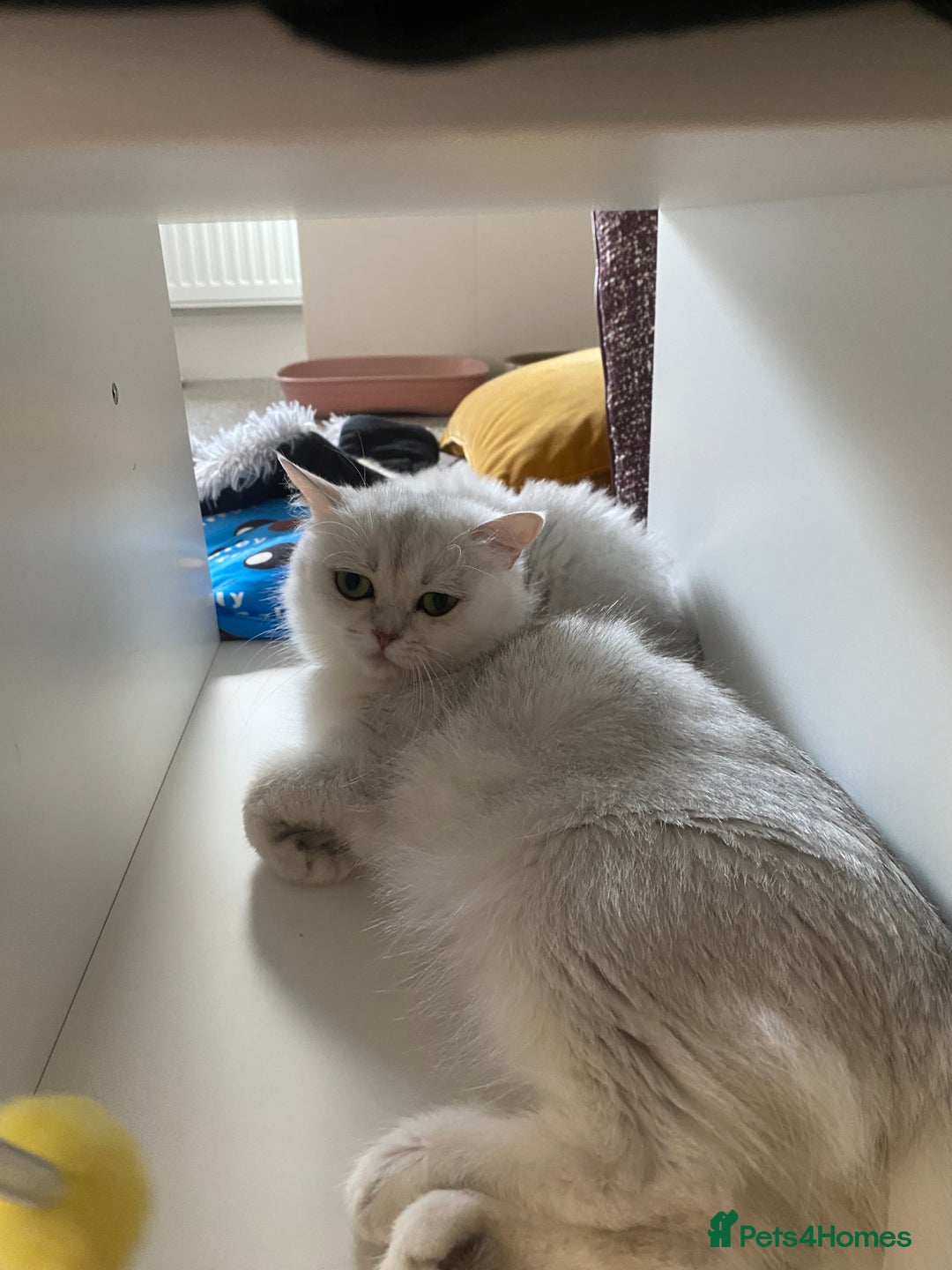 British Longhair cats for sale: Adorable Fluffy White Long-Haired Boy  - Image 8