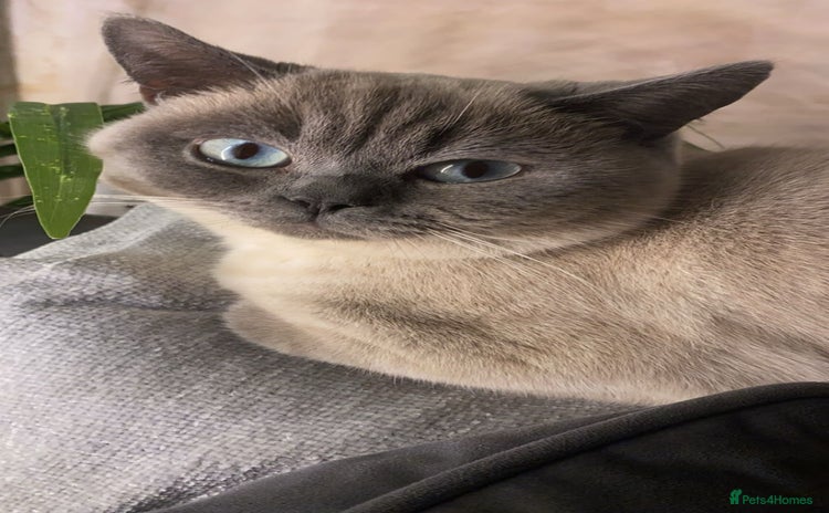 British Shorthair cats - Advert 11