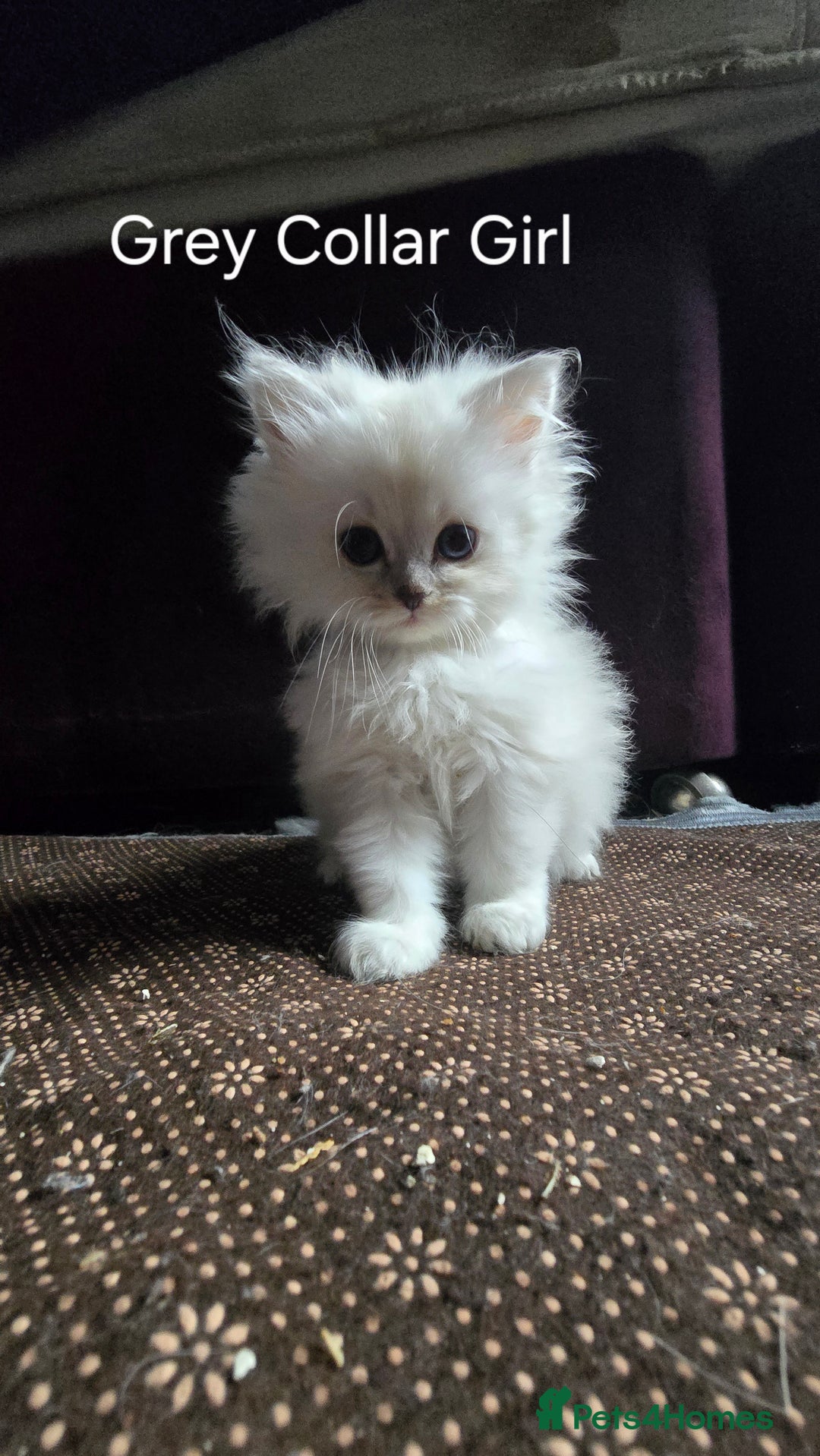 Ragdoll cats for sale: Ragdoll Kittens For Sale - Image 19