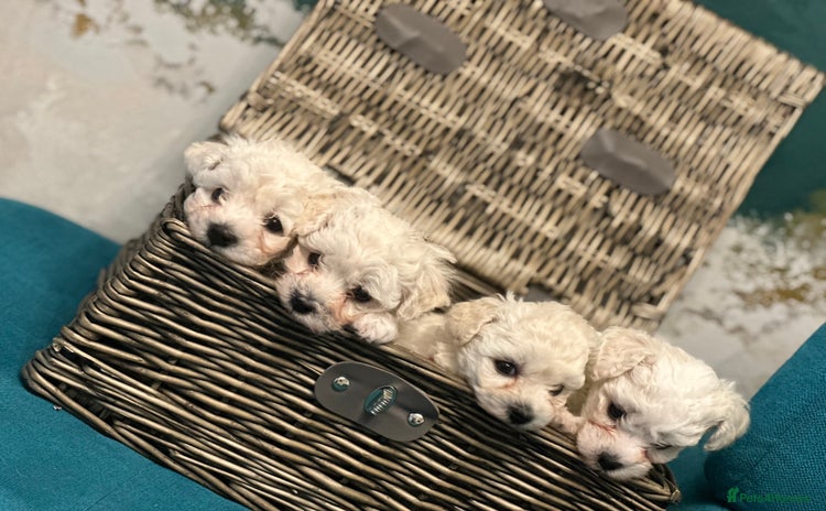 Bichon Frise dogs - Advert 3