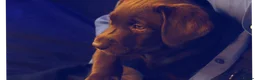 Labrador Retriever dogs for sale: Chocolate Labrador in Glasgow - Advert 13