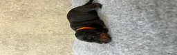 Dobermann dogs for sale: Outstanding Quality Dobermann puppies, KC REG - Advert 13