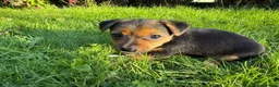 Jack Russell dogs for sale: Black and Tan Jack Russels  in Brecon - Advert 5
