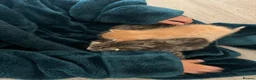 Mixed Breed cats for sale: 4 adorable kittens for sale £250 3 tabby, 1 ginger - Advert 10