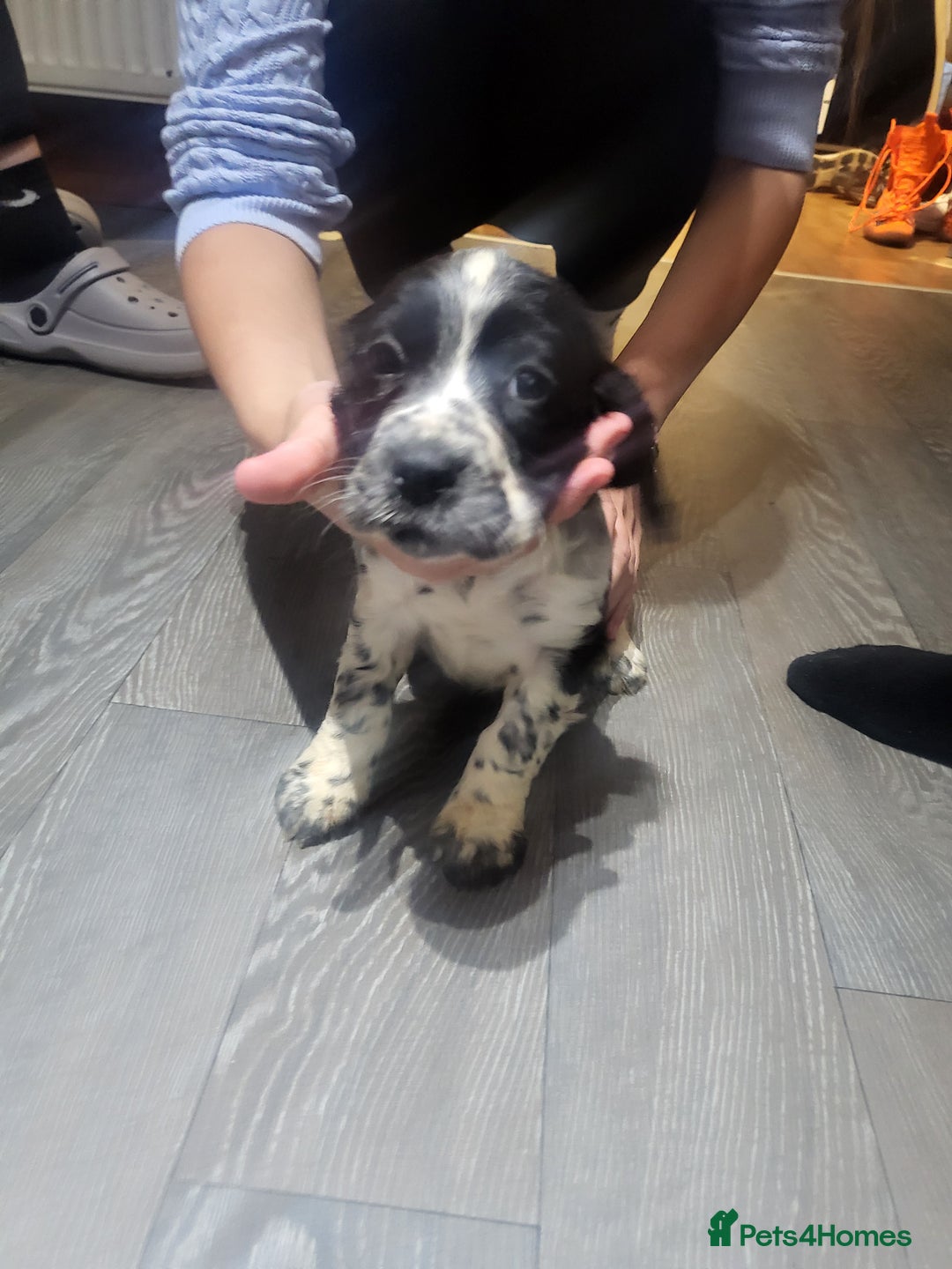 Cocker Spaniel dogs for sale: Cocker spaniel puppies  - Image 8