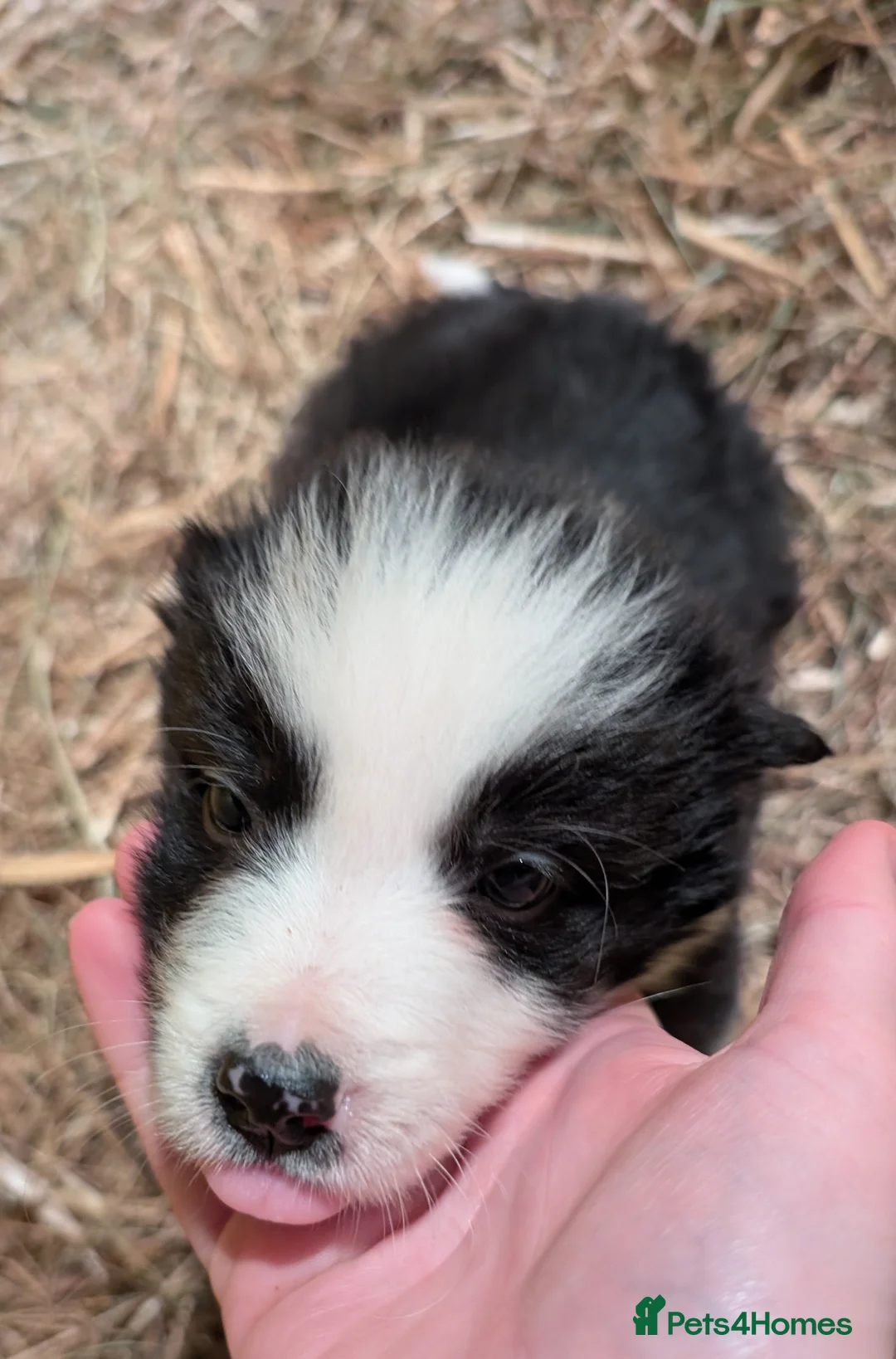 Border Collie dogs for sale: Border Collie Pups ❤️ - Advert 13