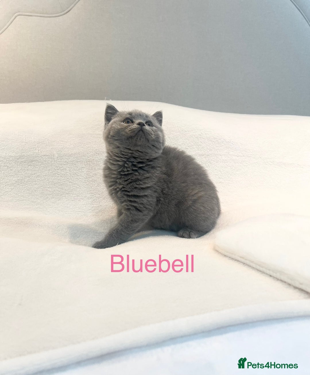 British Shorthair cats for sale: GCCF Registered British Shorthair Girl - Image 10