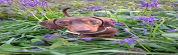 Miniature Dachshund dogs for stud:  Proven Stud Dog Available - Advert 3