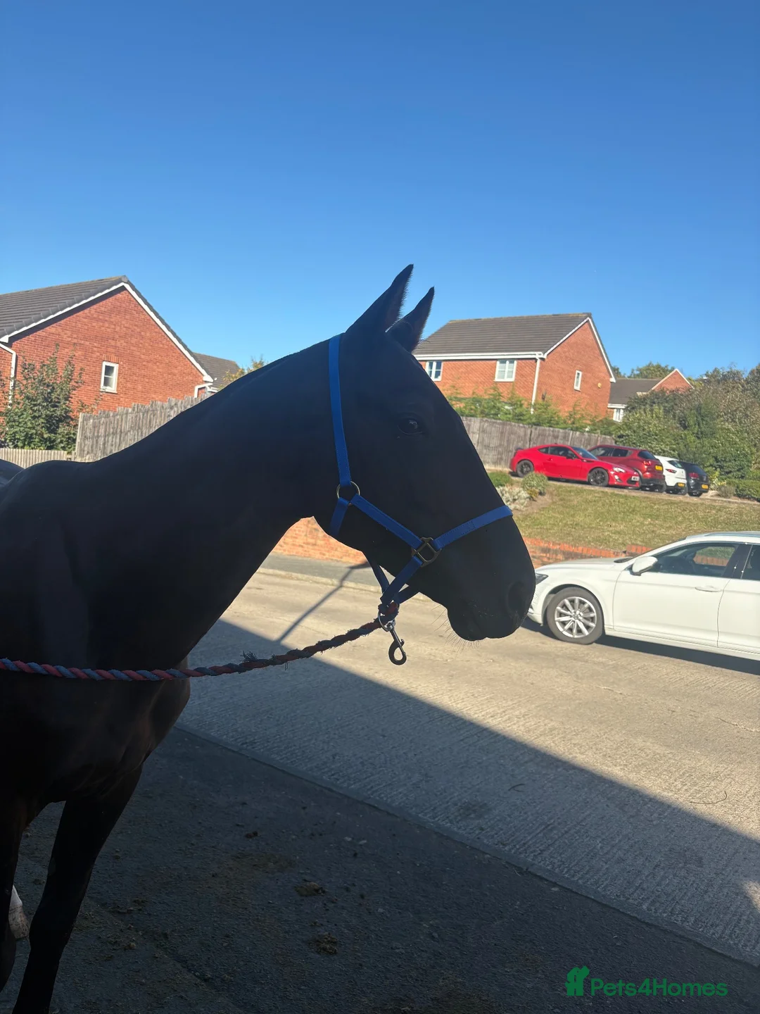 Trotter horses for sale: 7 year old pacer in Sunderland - Advert 2