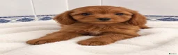 Cavapoo dogs for sale: cavapoos - Advert 3