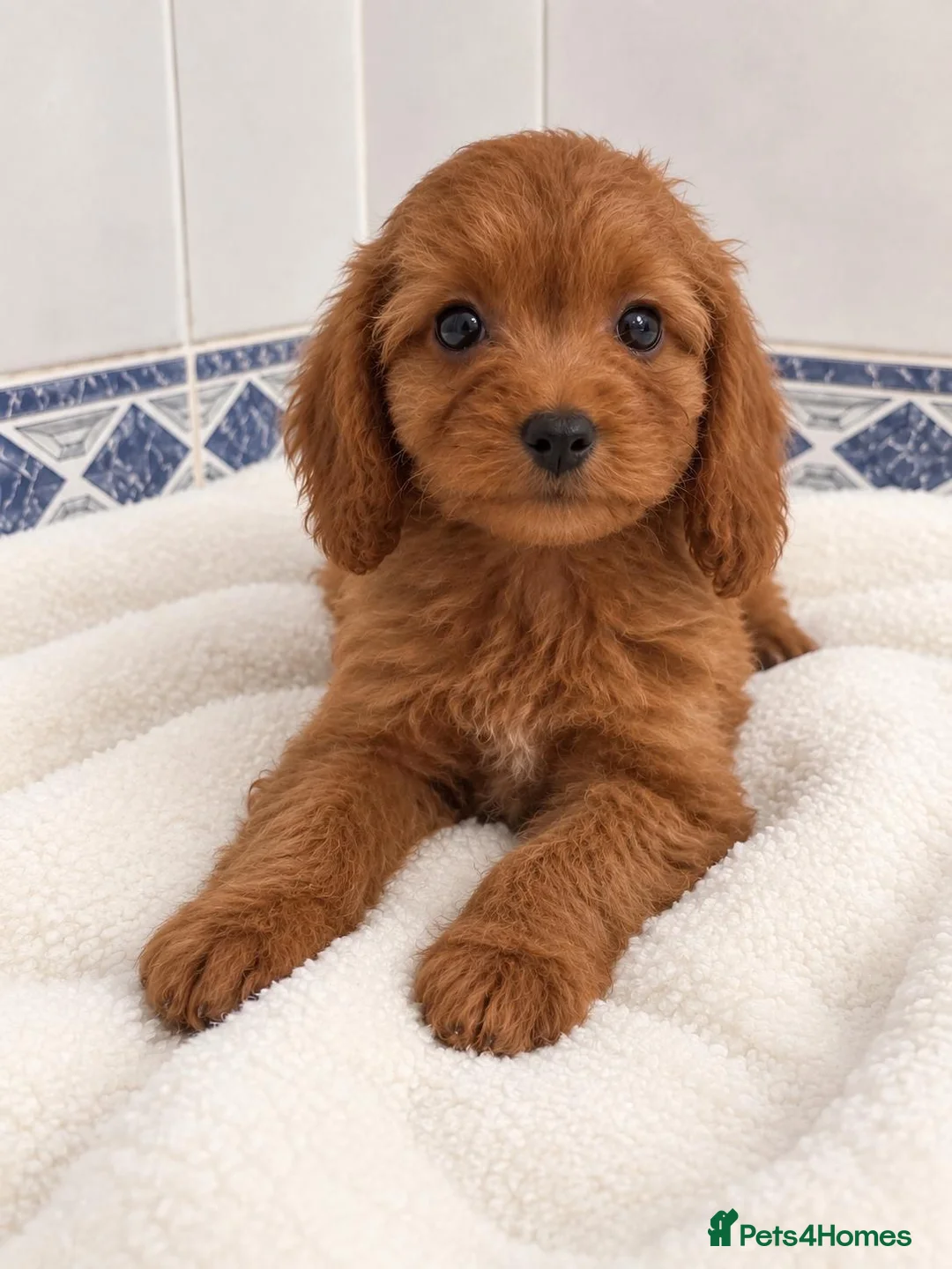 Cavapoo dogs for sale: cavapoos - Advert 3