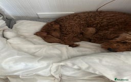 Cockapoo dogs for sale: Beautiful cockapoo pups for sale  - Image 4