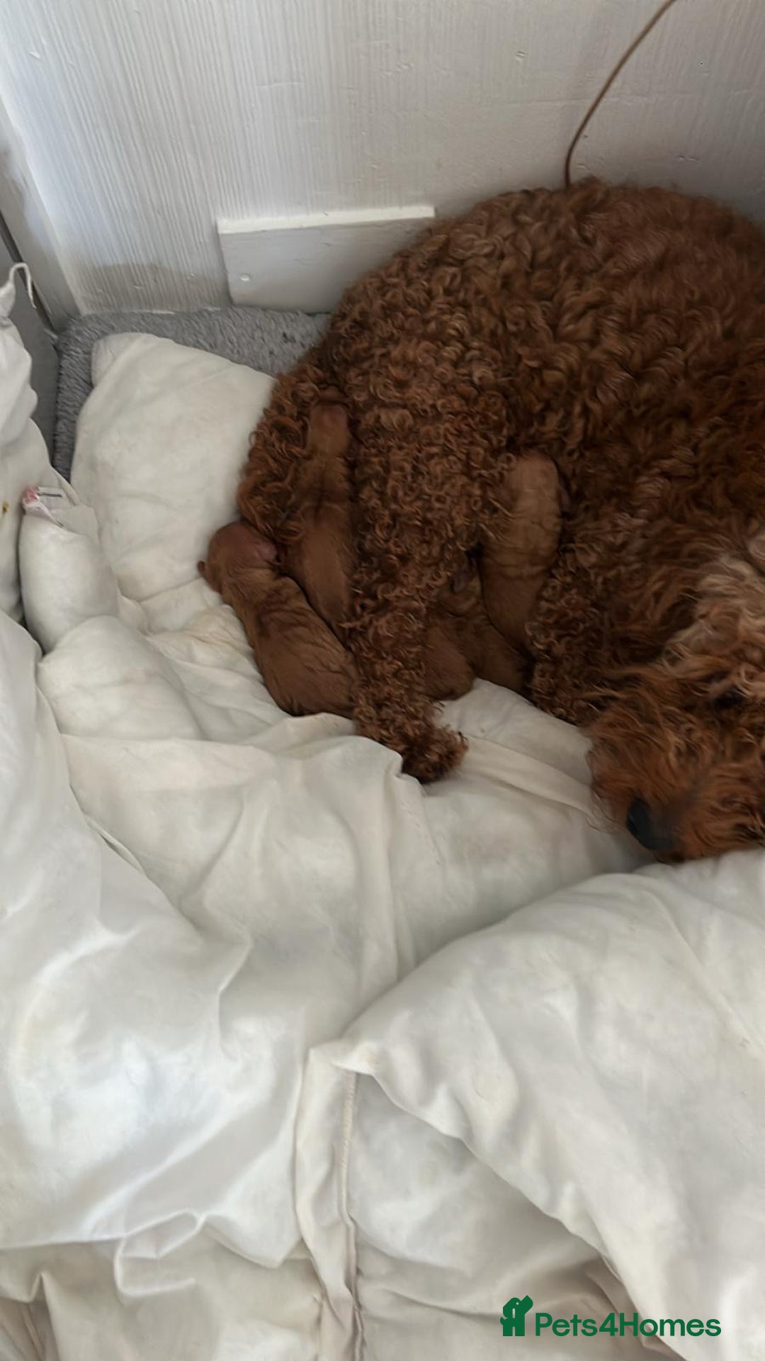 Cockapoo dogs for sale: Beautiful cockapoo pups for sale  - Image 4