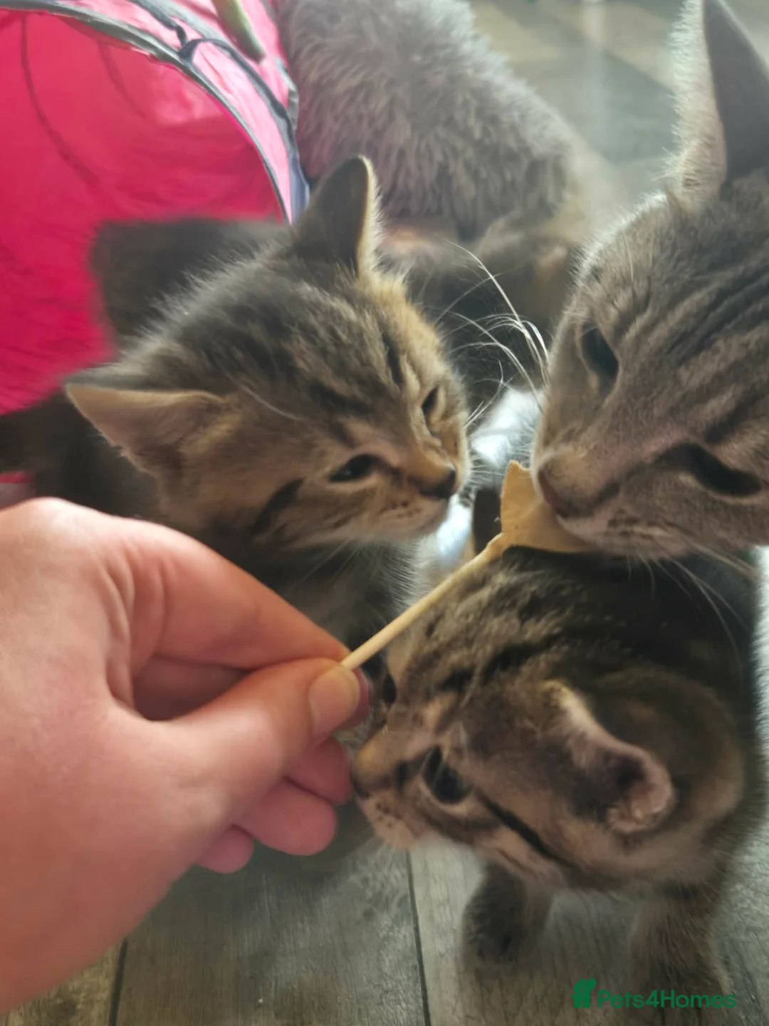 Domestic Shorthair cats for sale: Mackerel Tabby kittens (ready now) - Advert 6