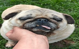 Pug dogs for adoption: 💖🐶 PEPPA 🐶💖 - Image 8