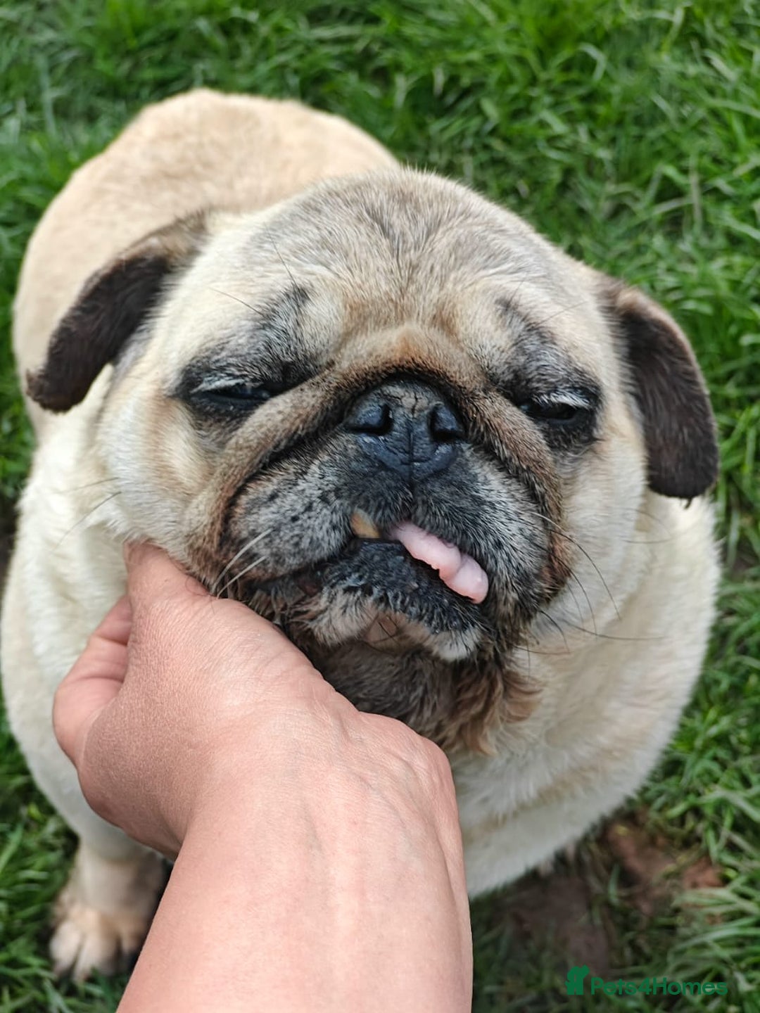 Pug dogs for adoption: 💖🐶 PEPPA 🐶💖 - Image 8
