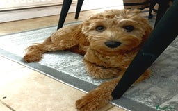 Cavapoo dogs for sale: Gorgeous Red F1B cavapoo female  - Image 2