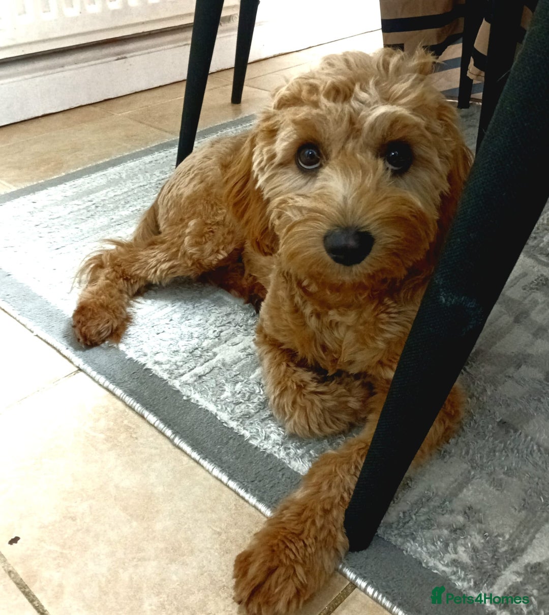 Cavapoo dogs for sale: Gorgeous Red F1B cavapoo female  - Image 2