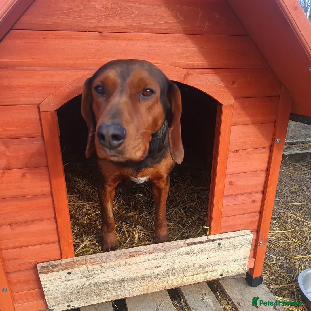 Mixed Breed dogs for adoption: Runa - Norwich Norfolk  - Advert 2