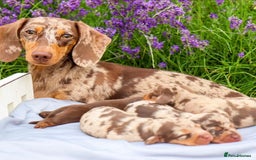Miniature Dachshund dogs for sale: Chocolate dapples Miniature Dachshund pups. - Image 5