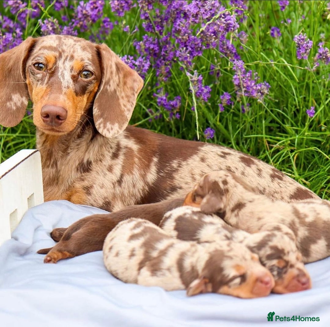 Miniature Dachshund dogs for sale: Chocolate dapples Miniature Dachshund pups. - Image 5