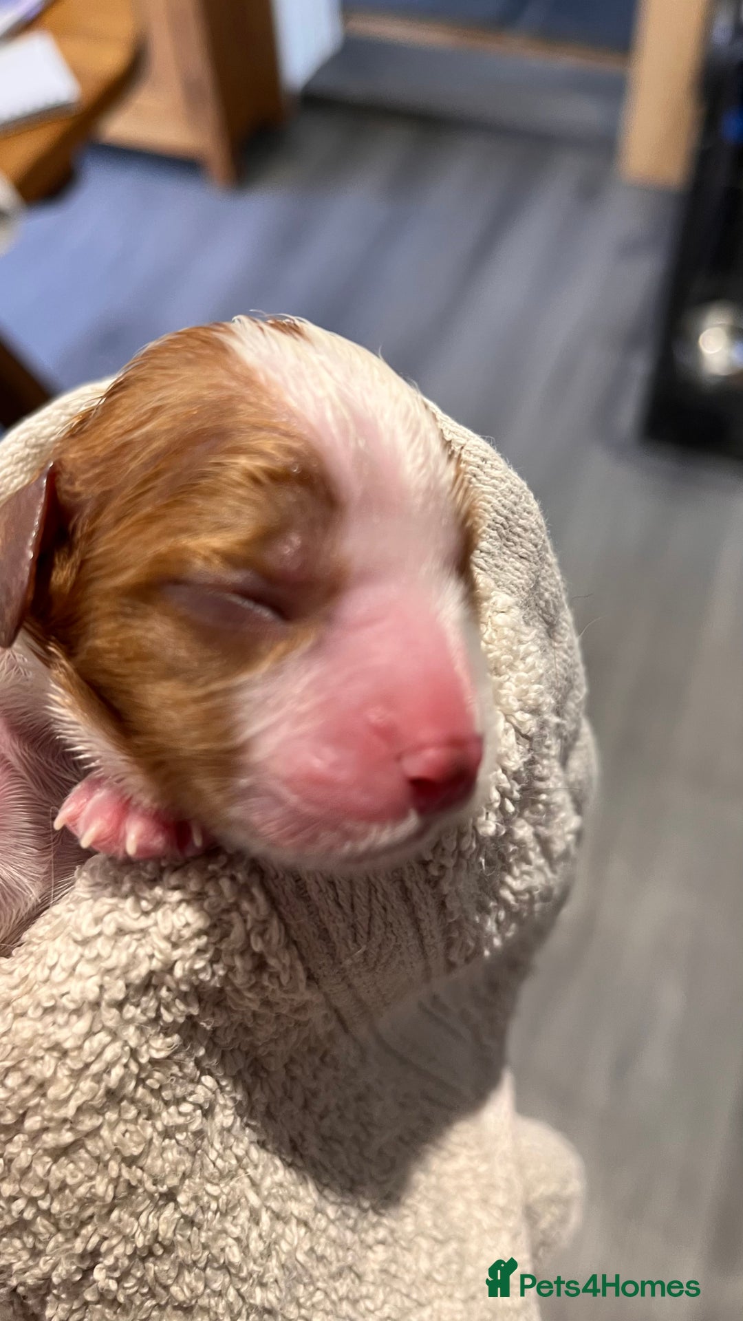 Cavalier King Charles Spaniel dogs for sale: Stunningly cute Cavalier King Charles Puppies  - Image 8