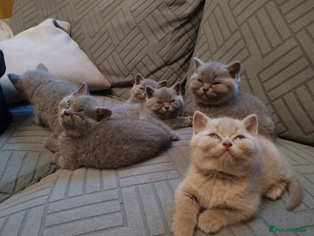 British Shorthair cats for sale: British short hair  - Image 3