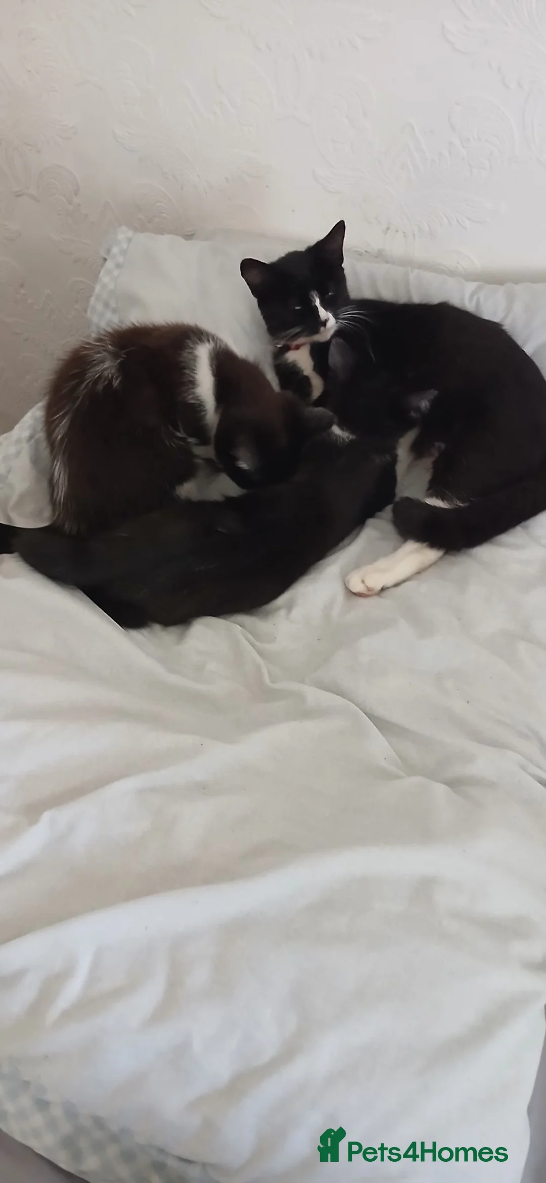 Mixed Breed cats for sale: 3 black and white kittens  in Peterborough - Advert 2