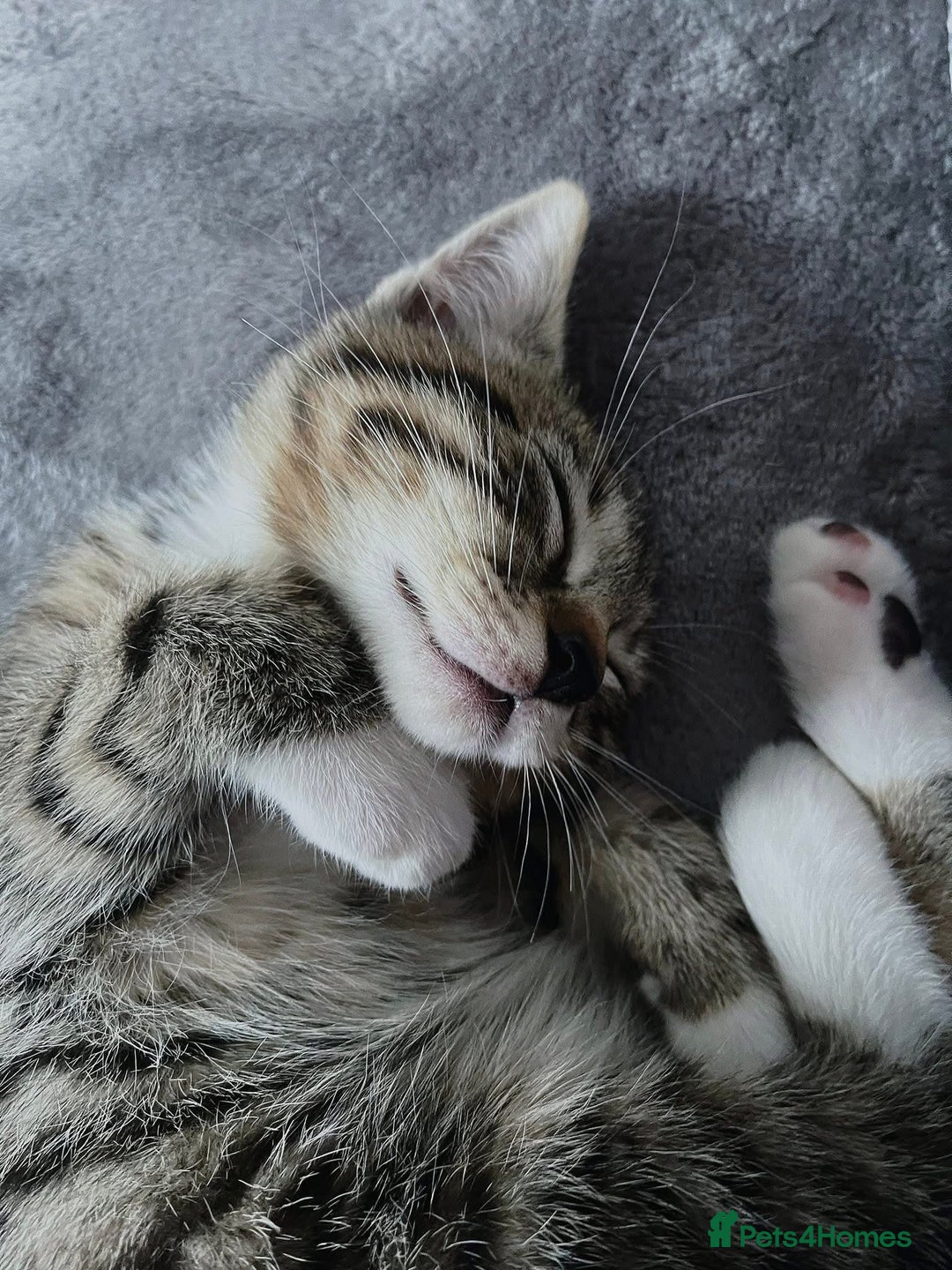 Mixed Breed cats for sale: Theee kittens for sale - Image 2