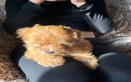 Maltipoo dogs for sale: 2 beautiful playful & lovely Maltipoo boys  - Image 23