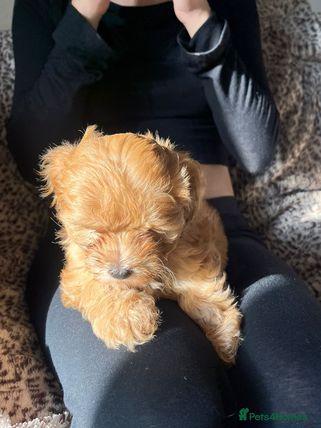 Maltipoo dogs for sale: 2 beautiful playful & lovely Maltipoo boys  - Image 23