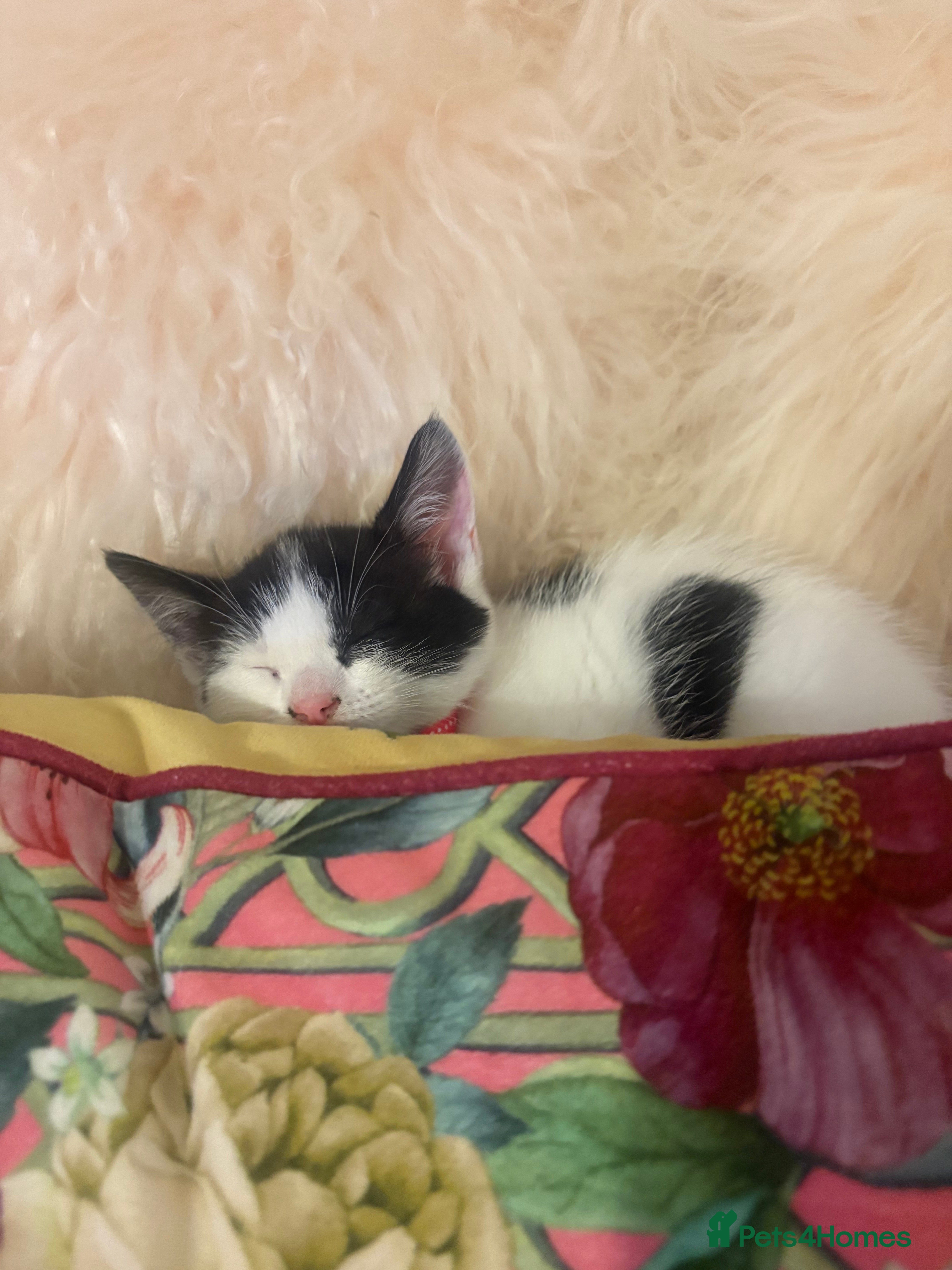 Mixed Breed cats Beautiful kitten  - Advert 1